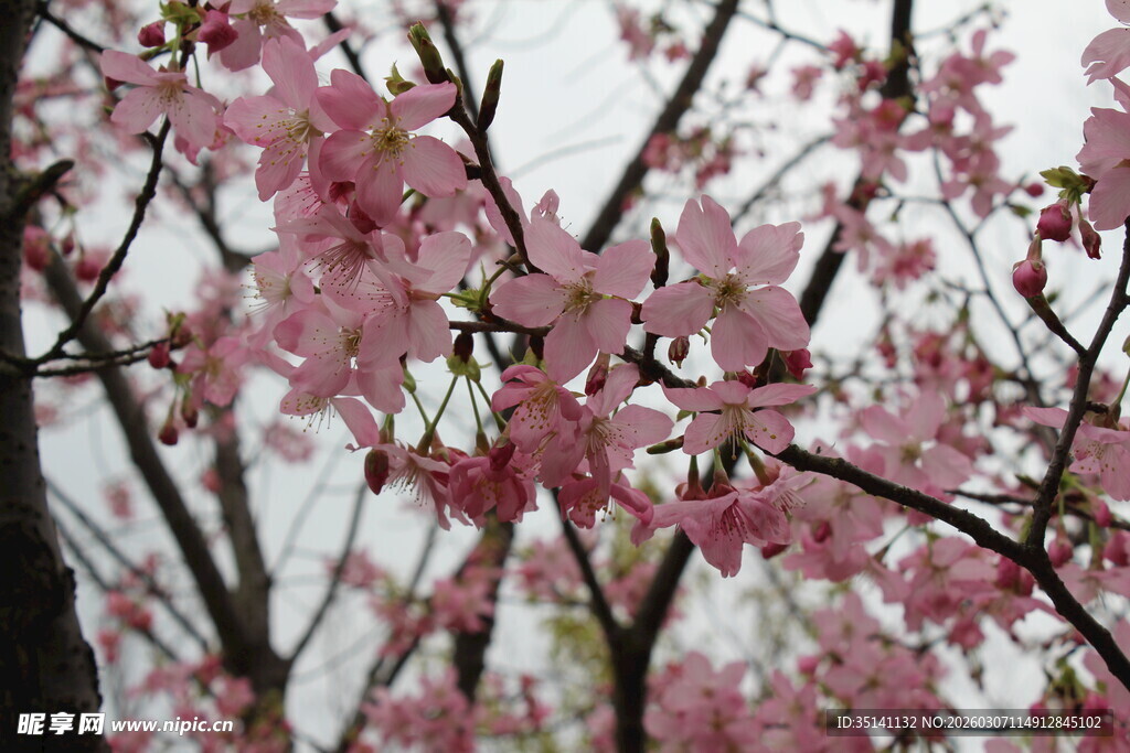 樱花