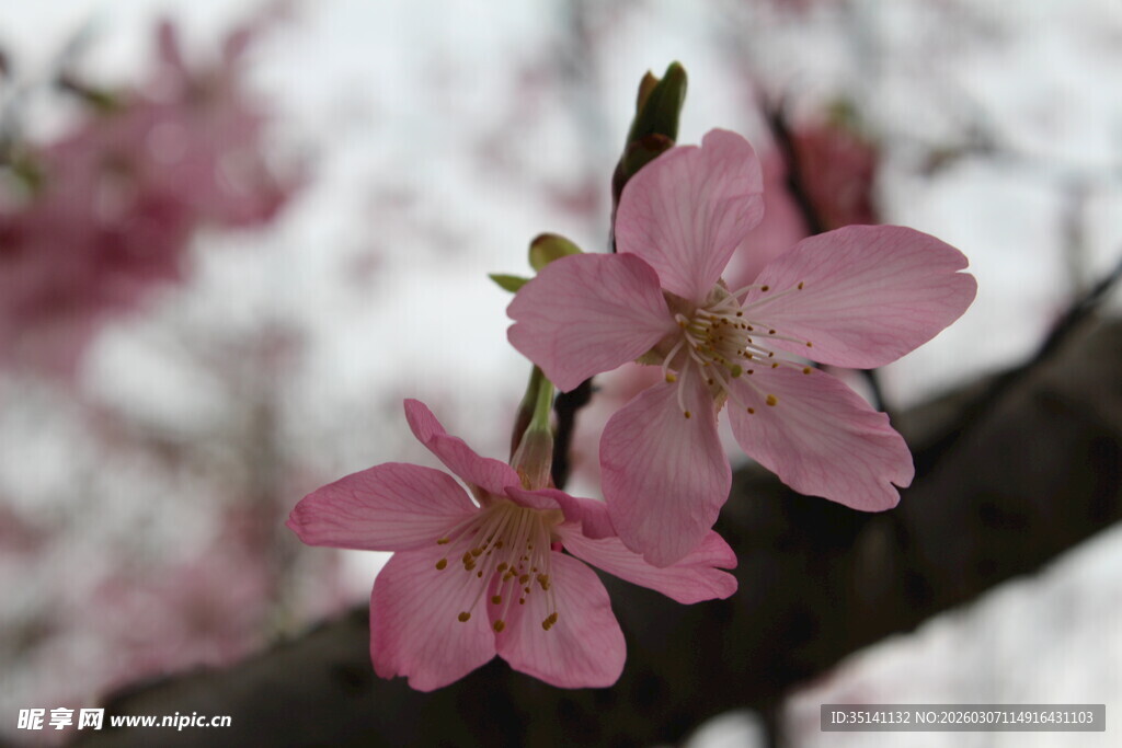 樱花