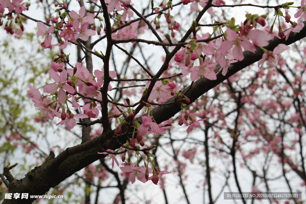 樱花