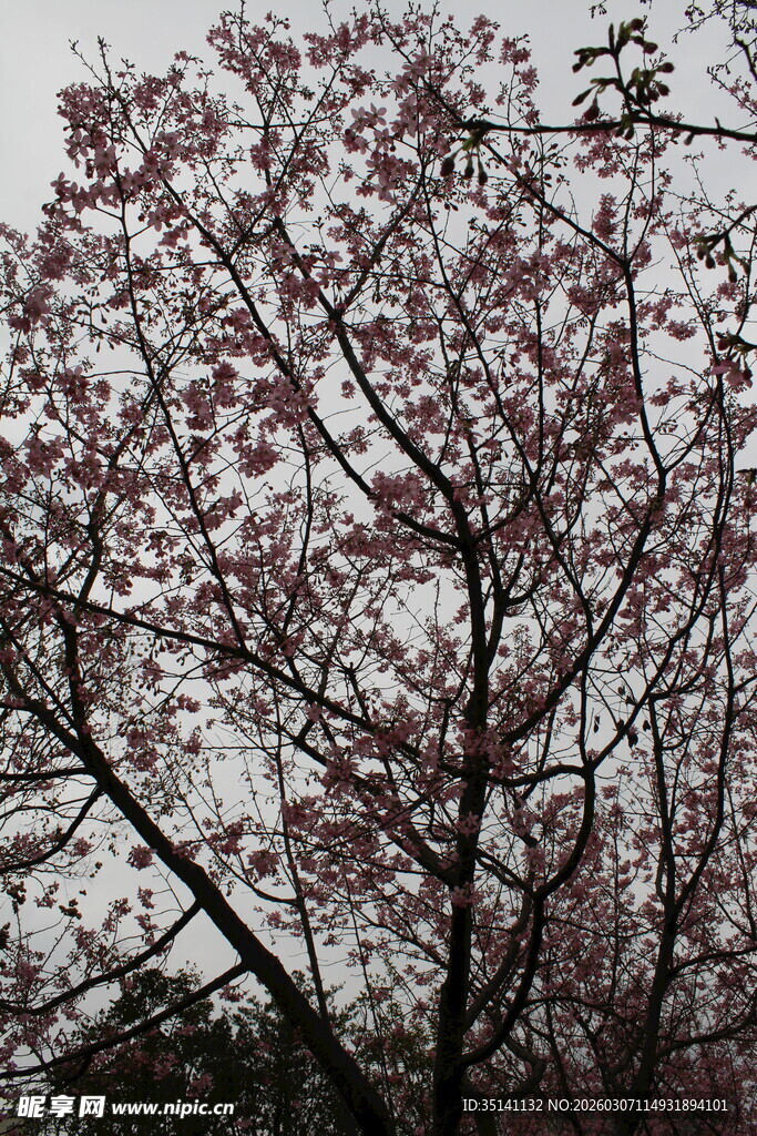 樱花