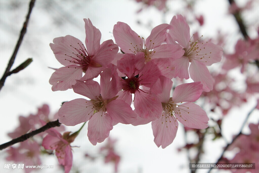 樱花