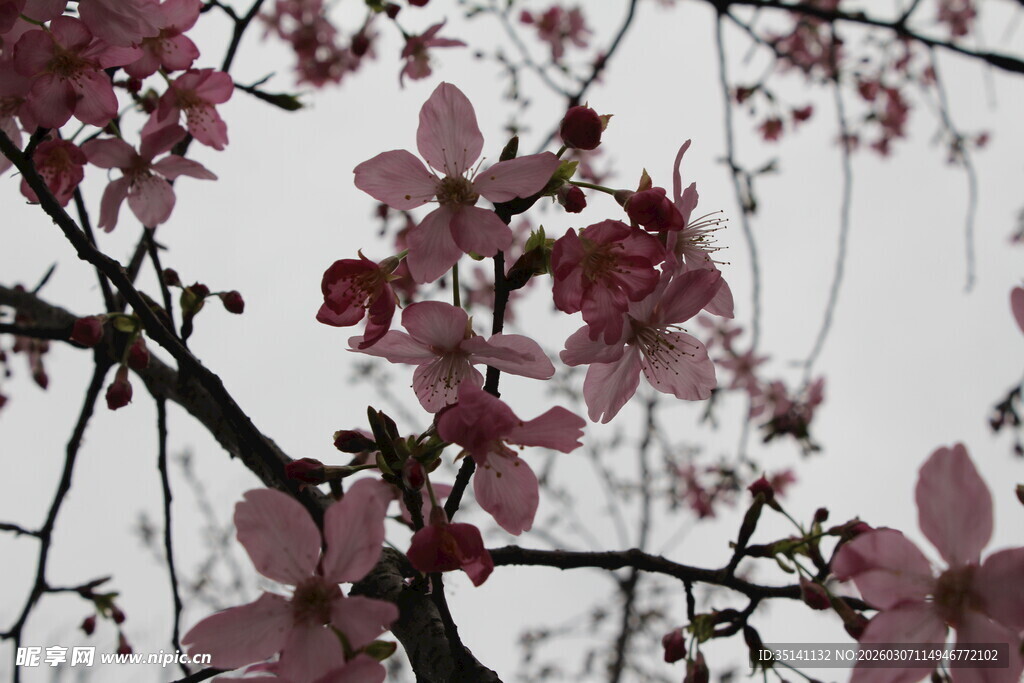 樱花