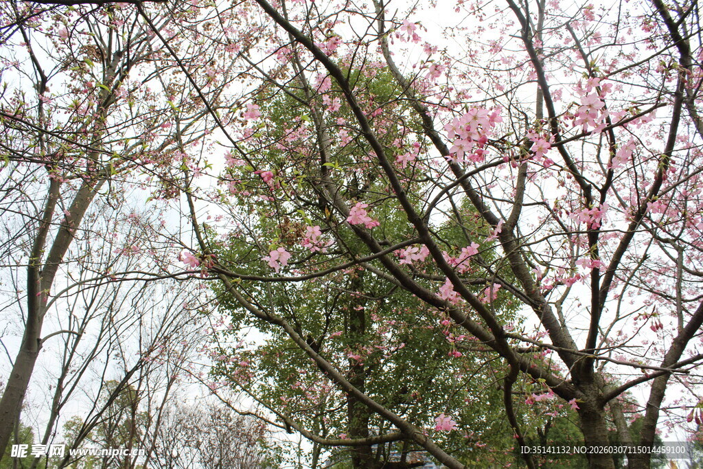 樱花