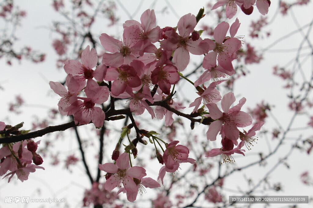 樱花