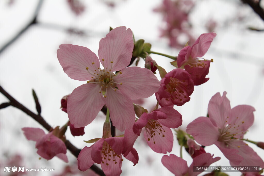 樱花