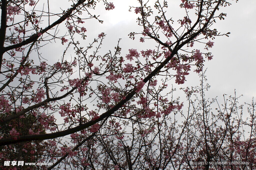 樱花