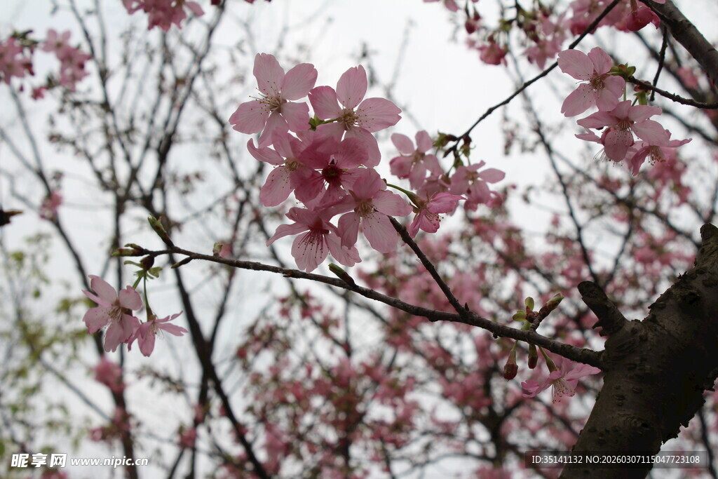 樱花