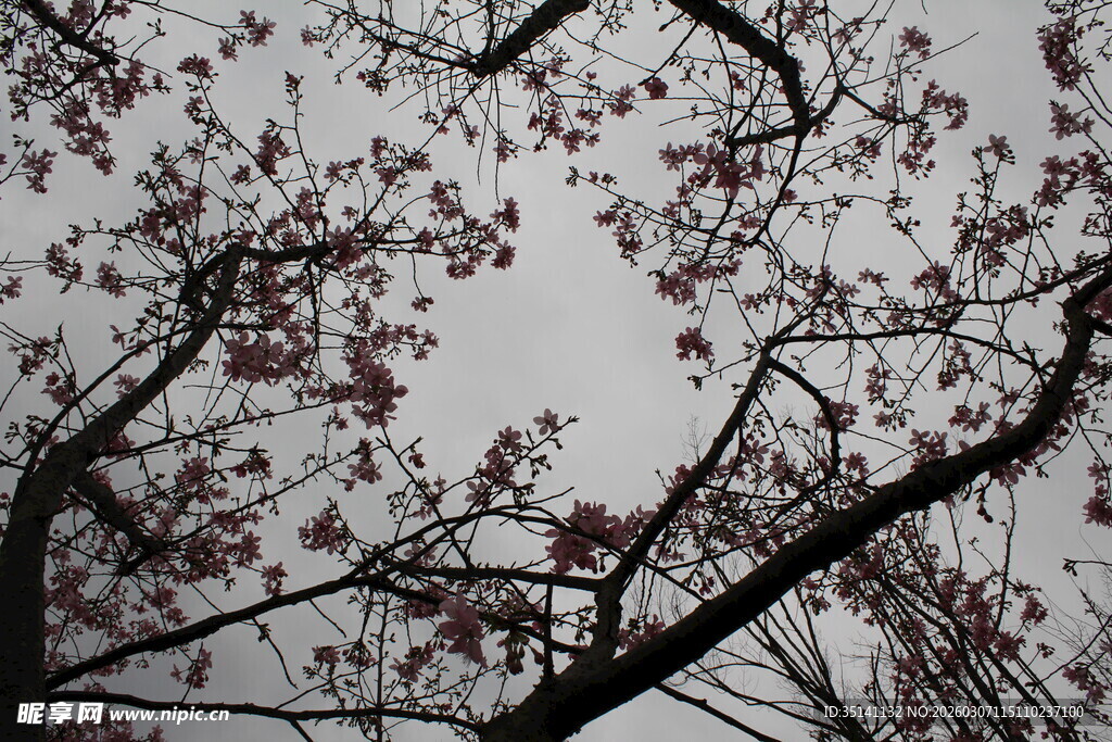 樱花