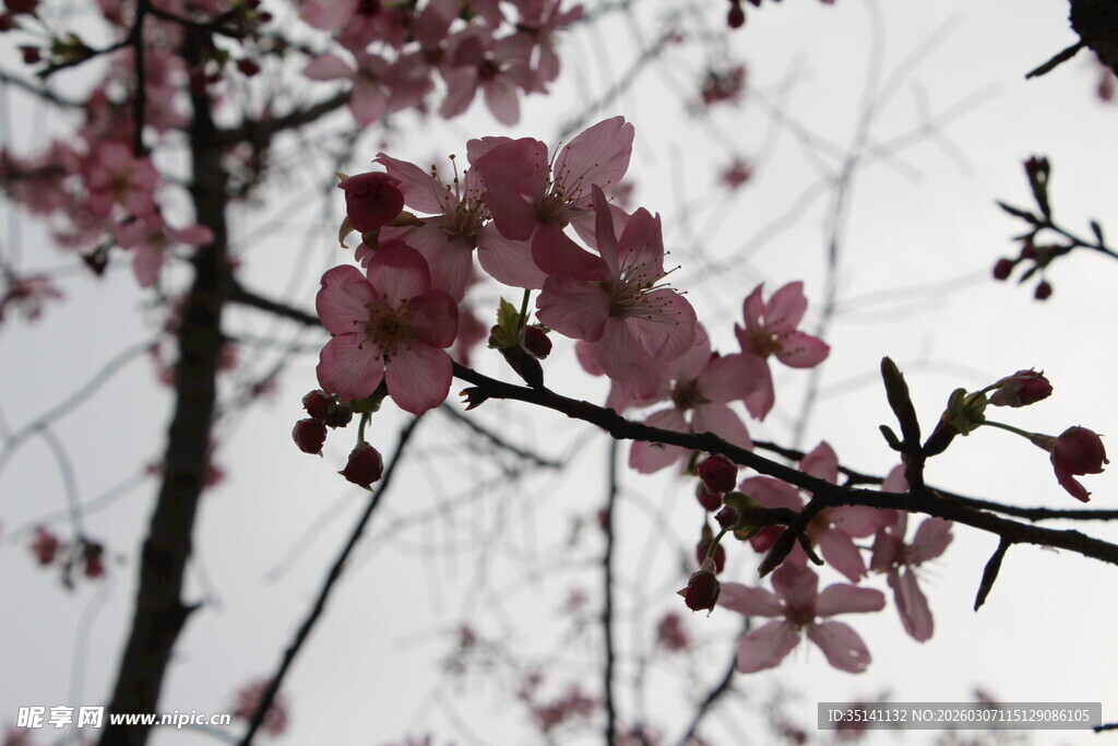 樱花
