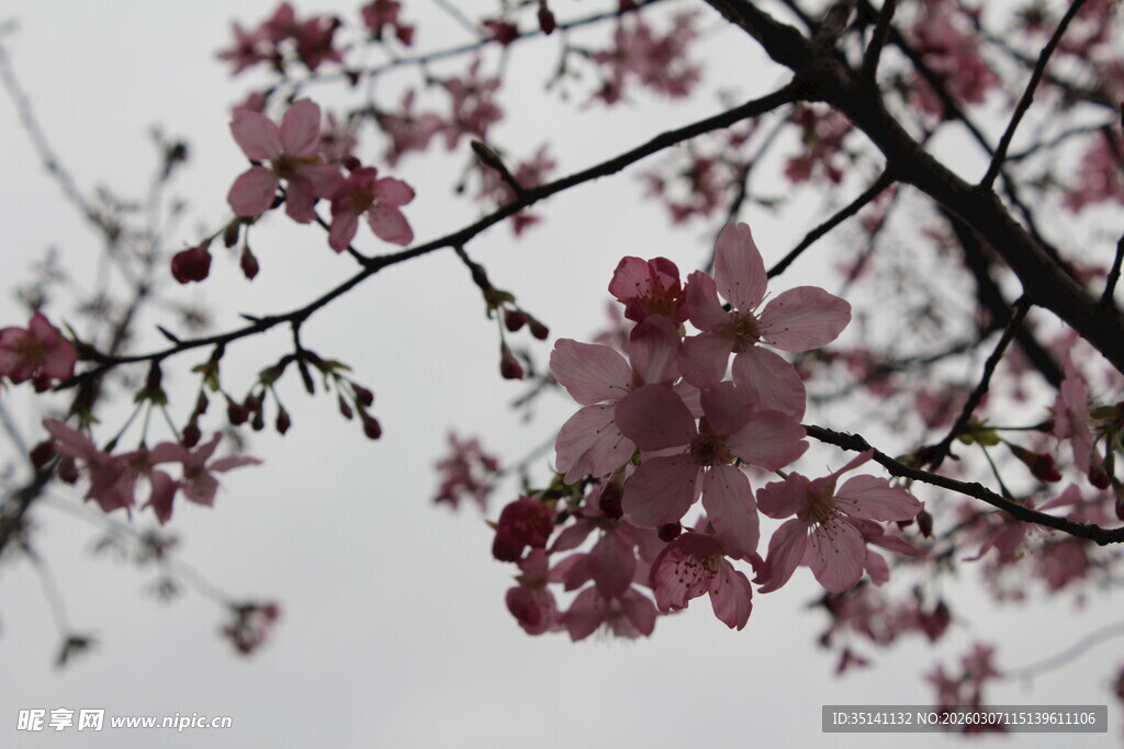 樱花
