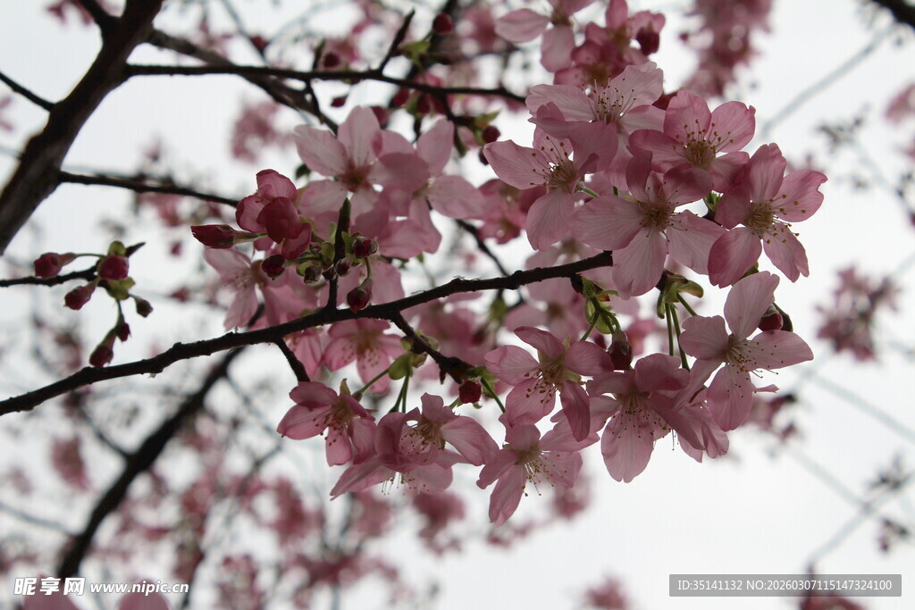 樱花