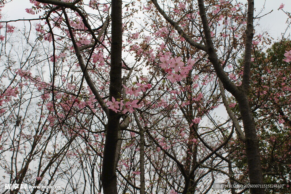 樱花