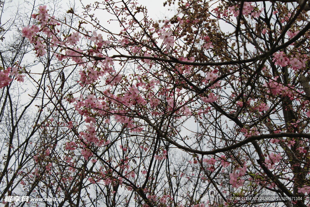 樱花