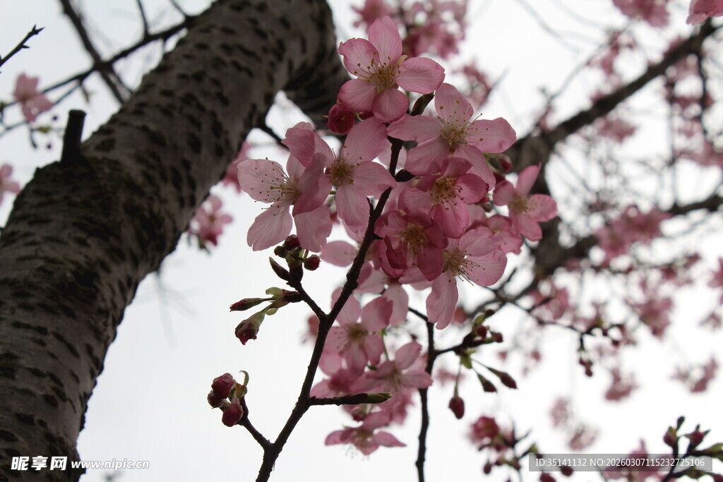 樱花