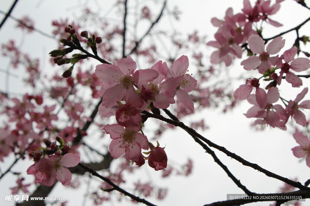 樱花