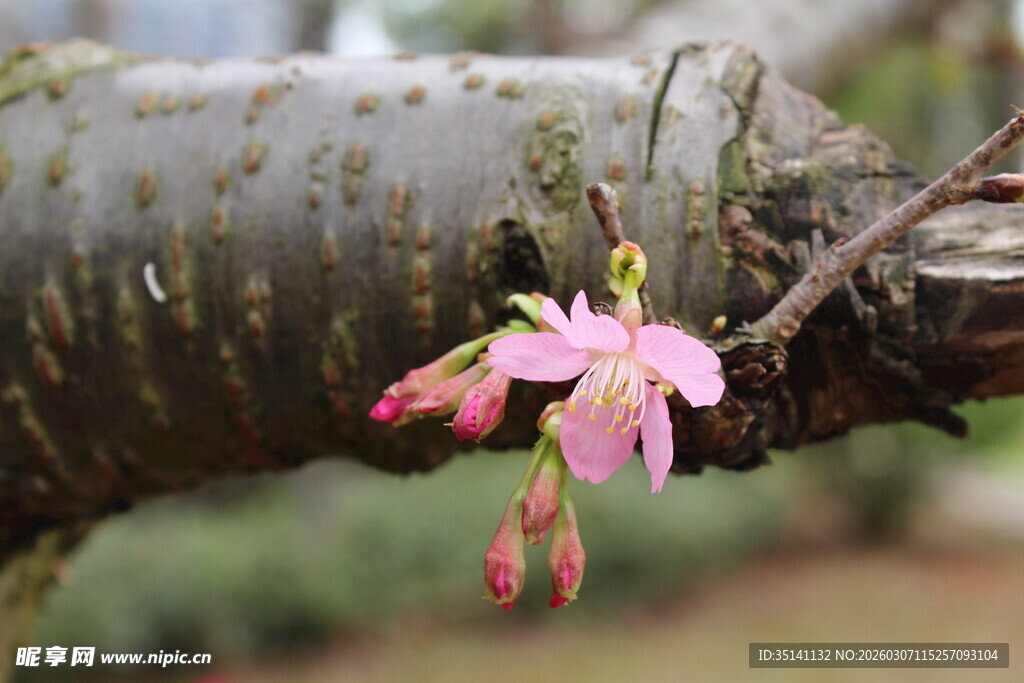 樱花