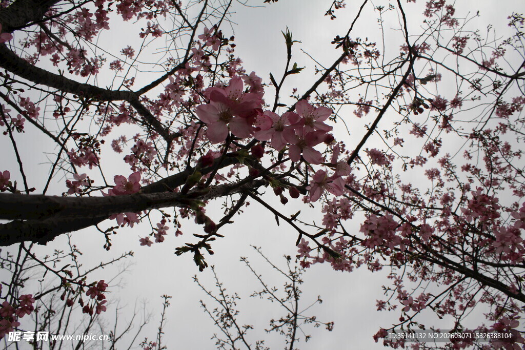 樱花