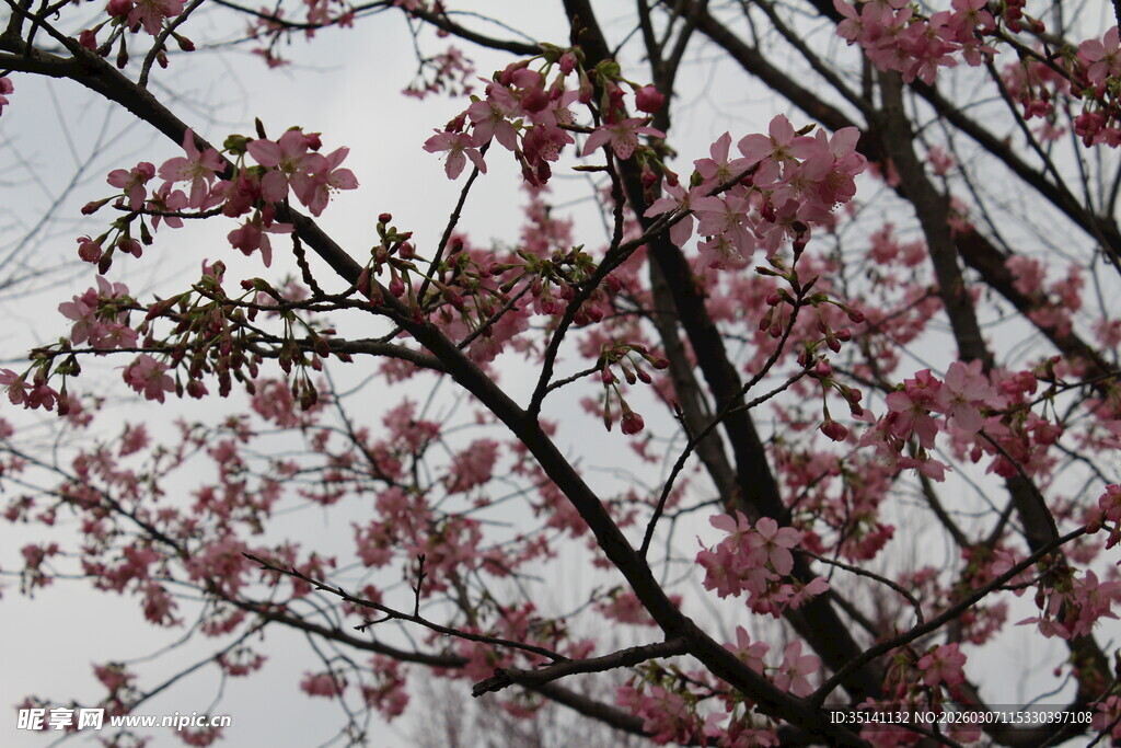 樱花