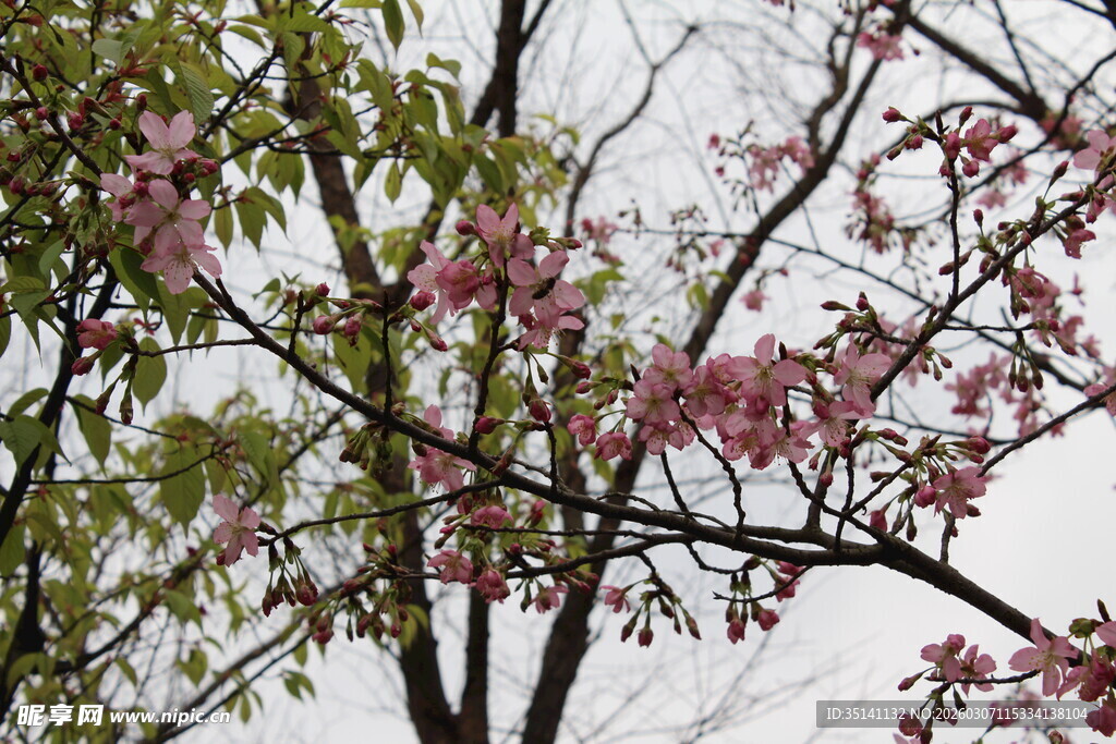 樱花