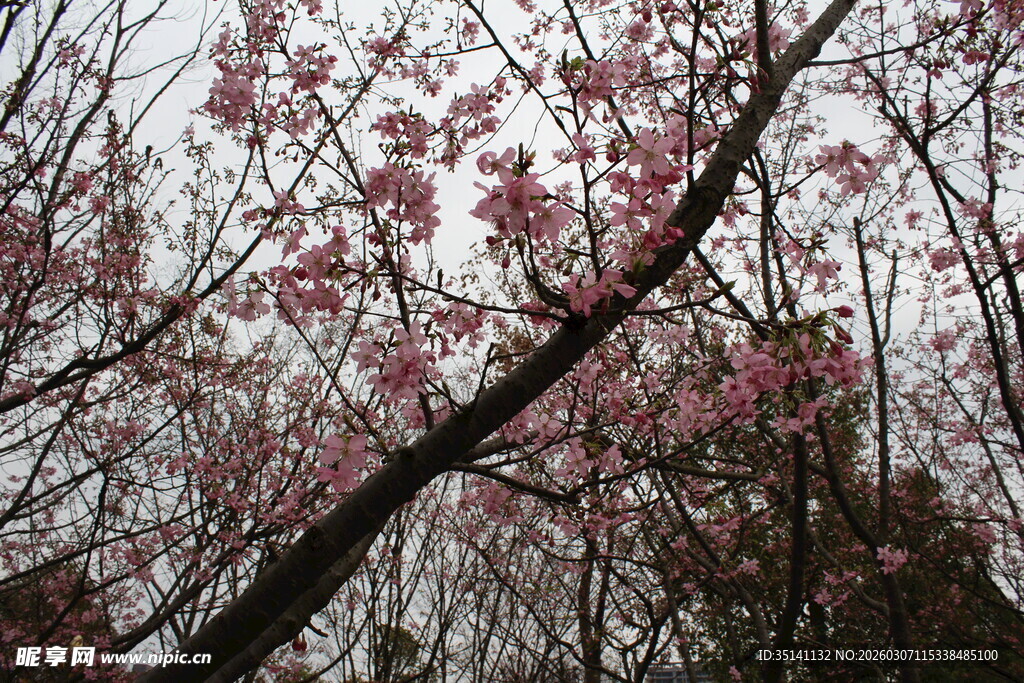 樱花