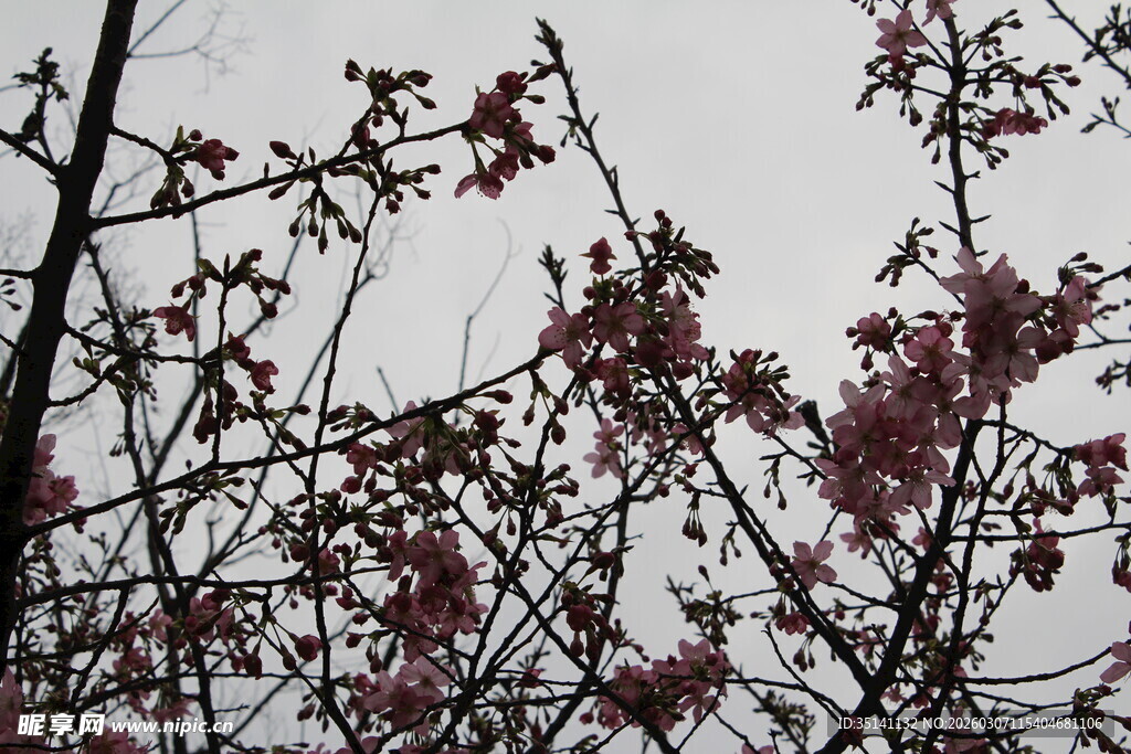 樱花
