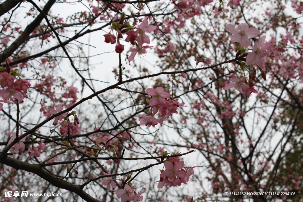 樱花