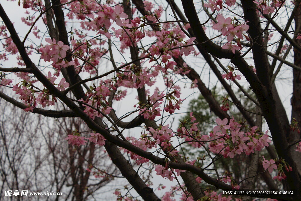 樱花