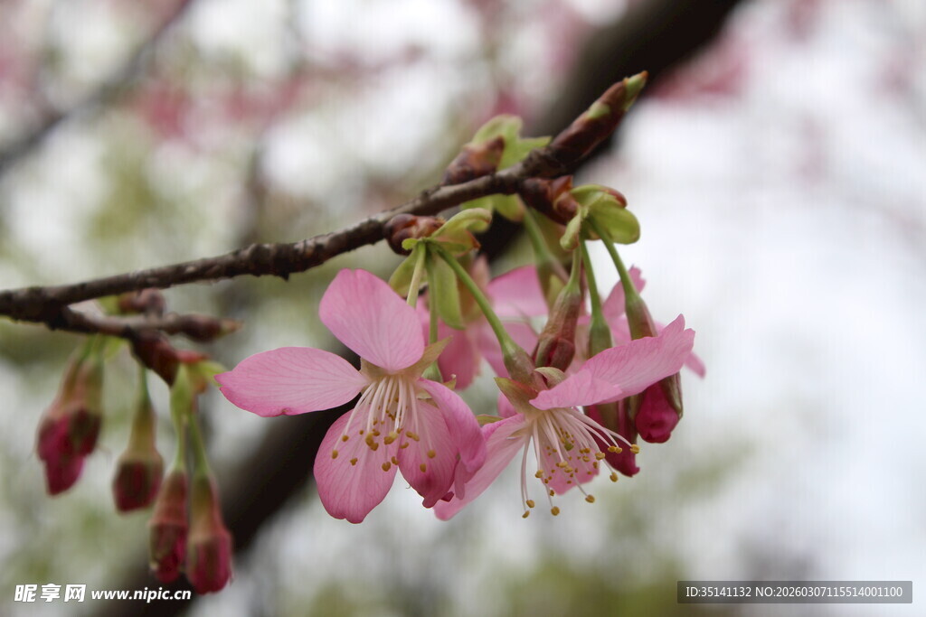 樱花