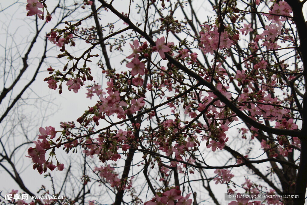 樱花