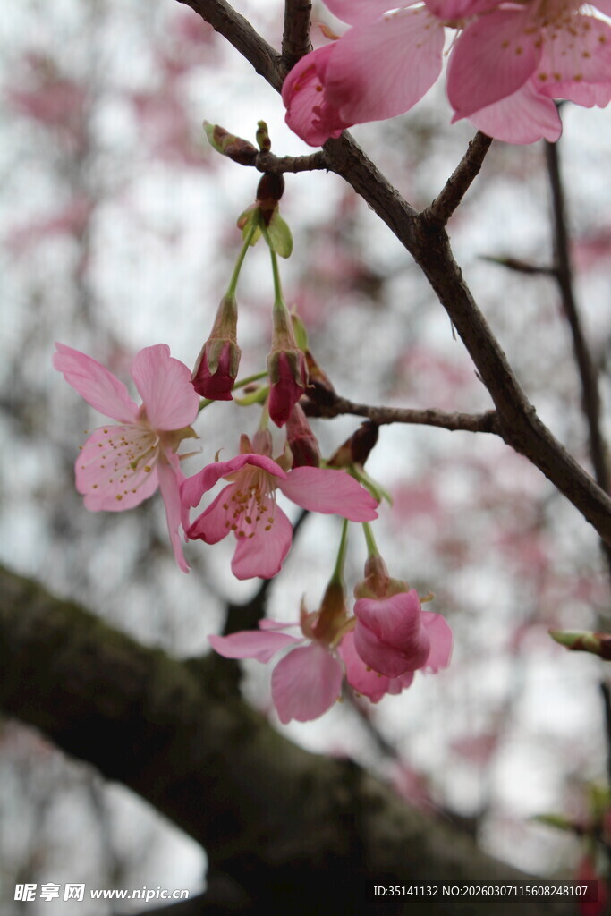 樱花