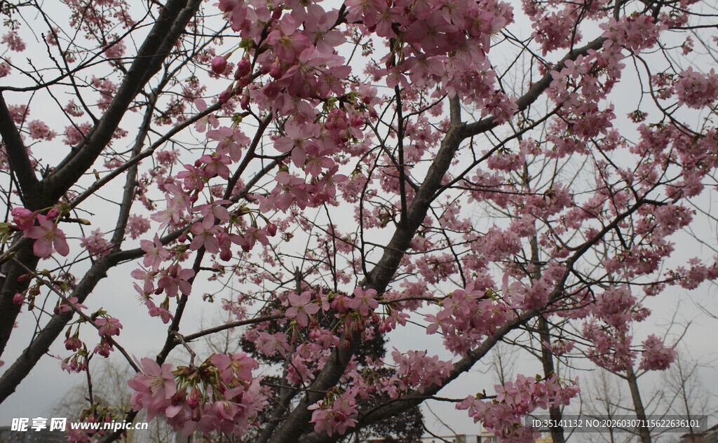 樱花