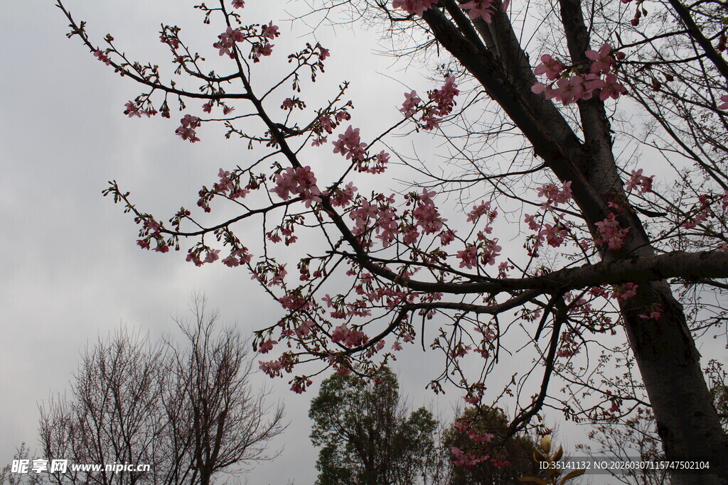 樱花