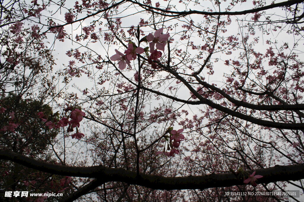 樱花
