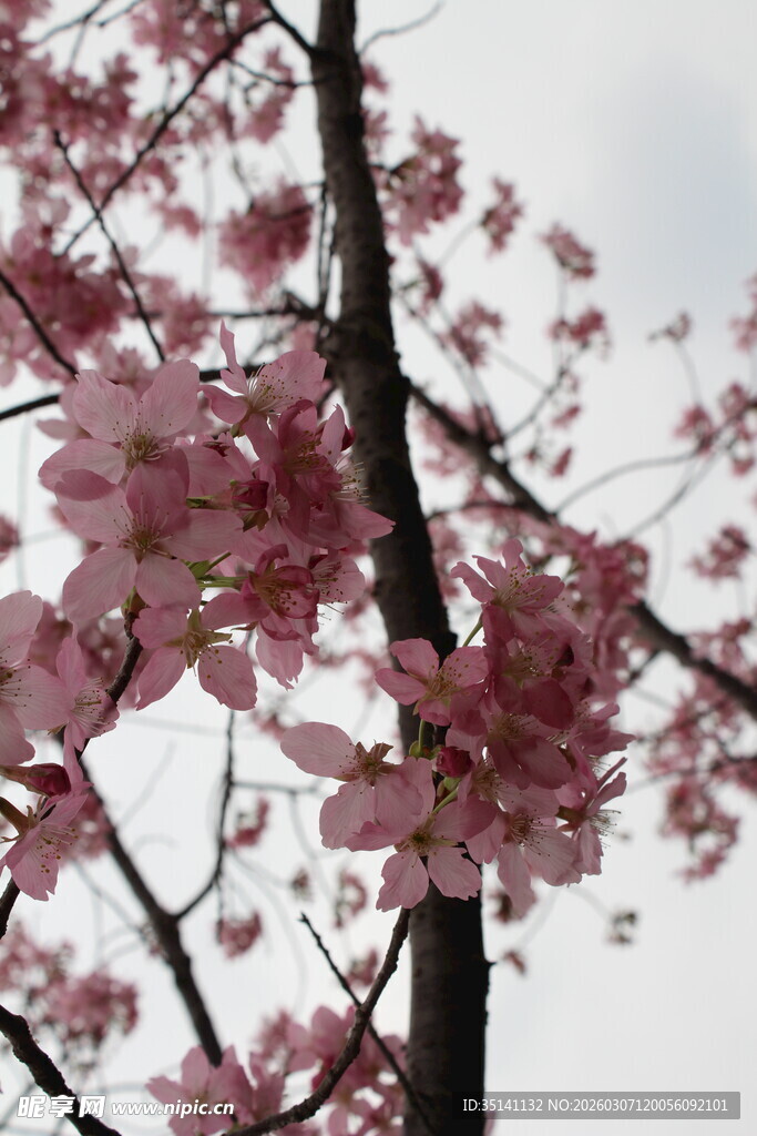 樱花