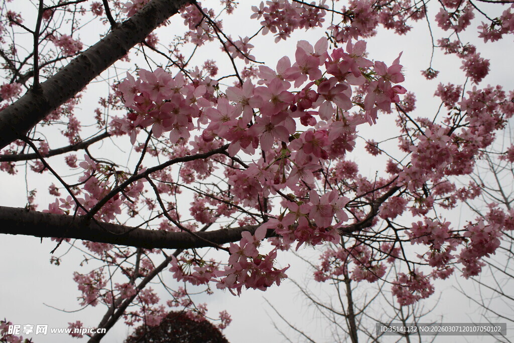 樱花