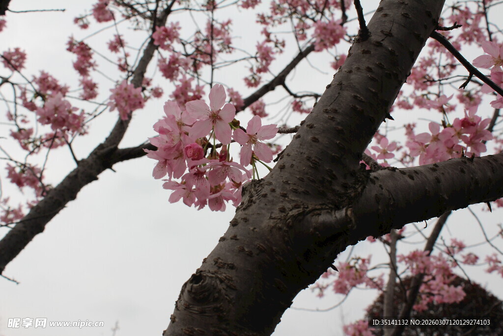 樱花