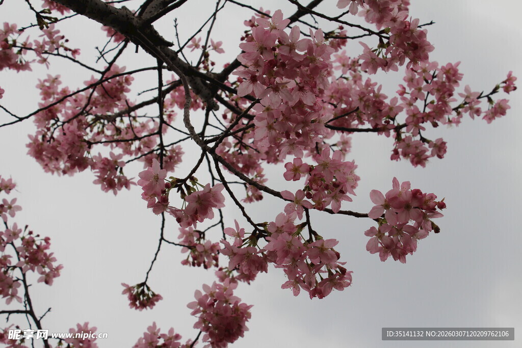 樱花