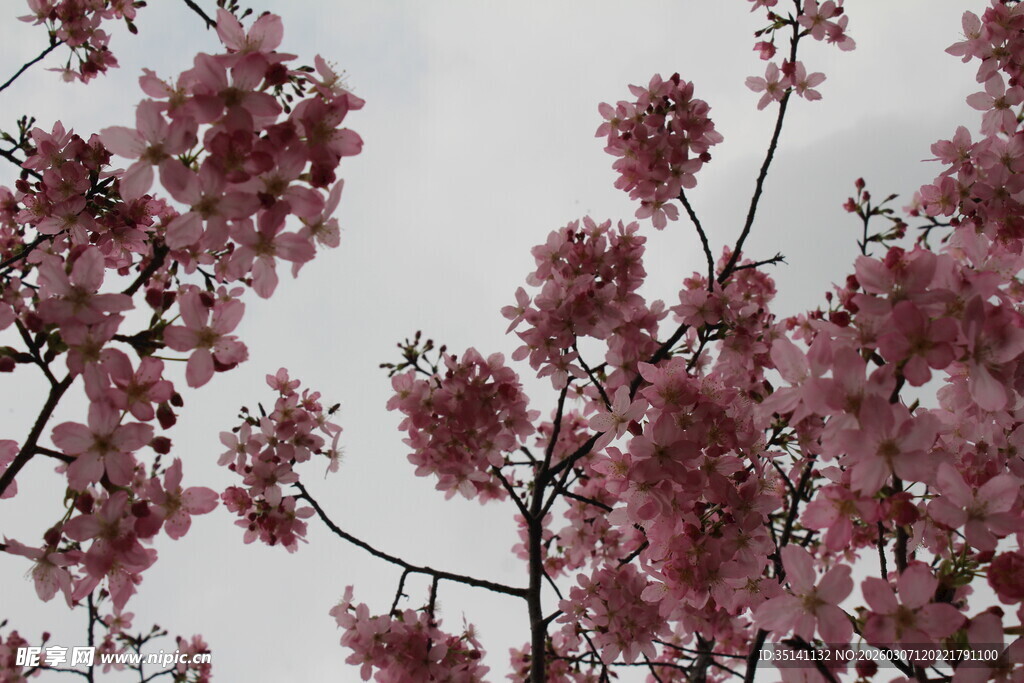樱花