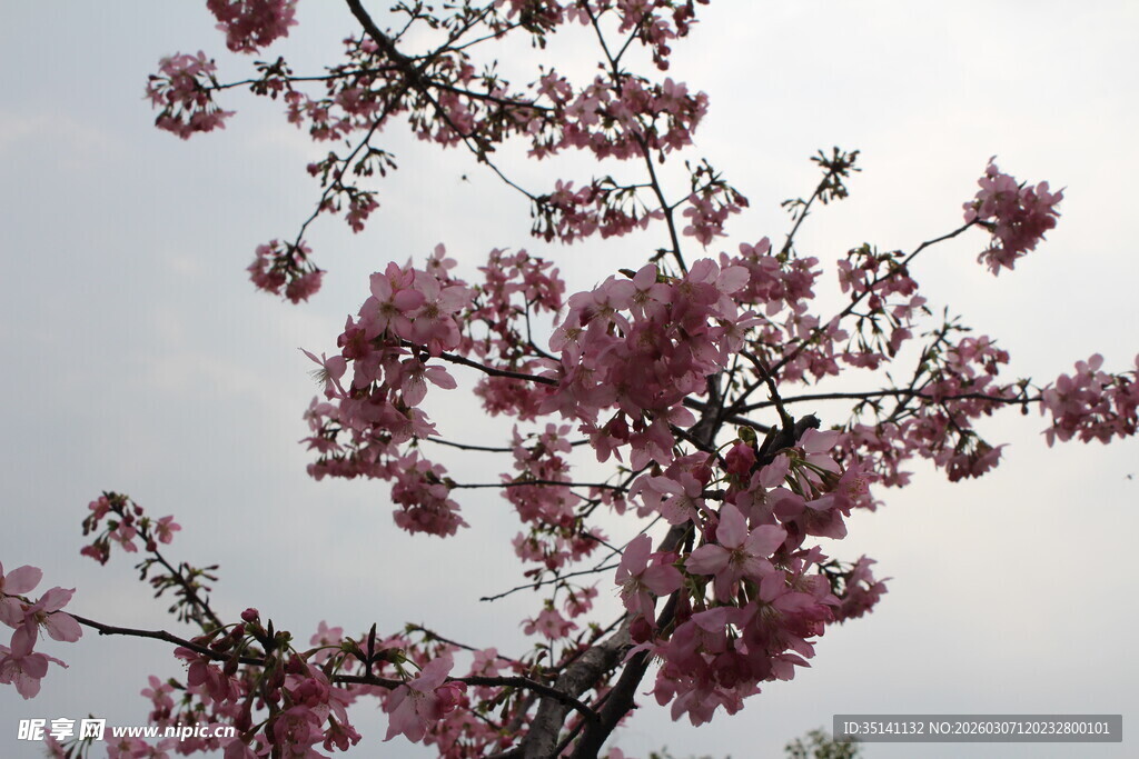 樱花