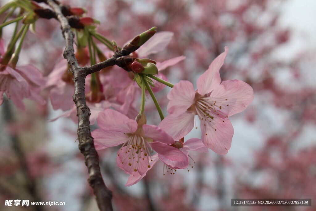樱花