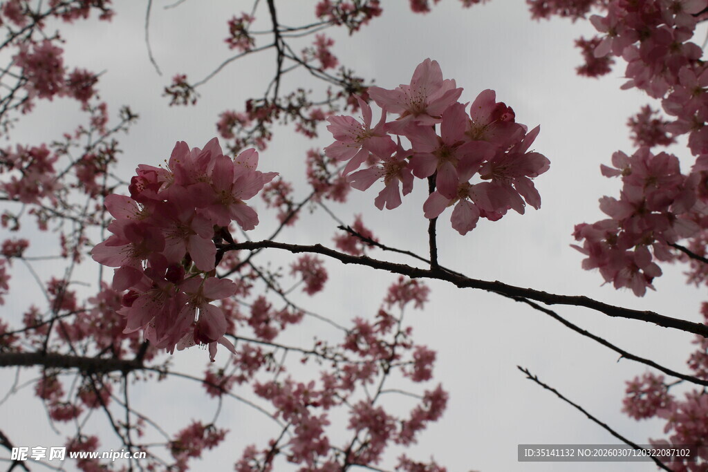 樱花