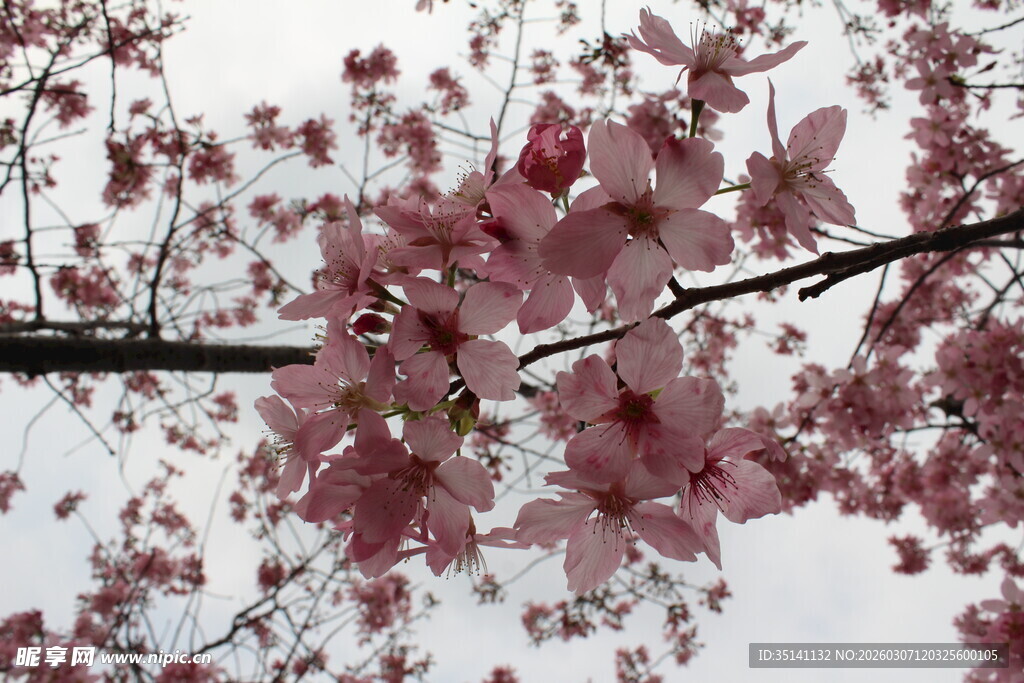樱花