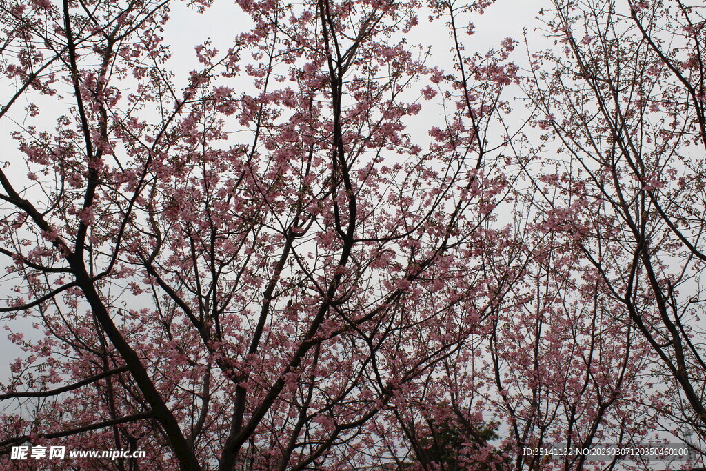 樱花