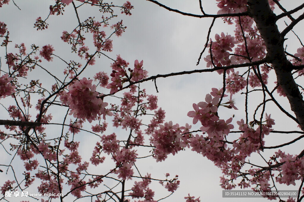 樱花