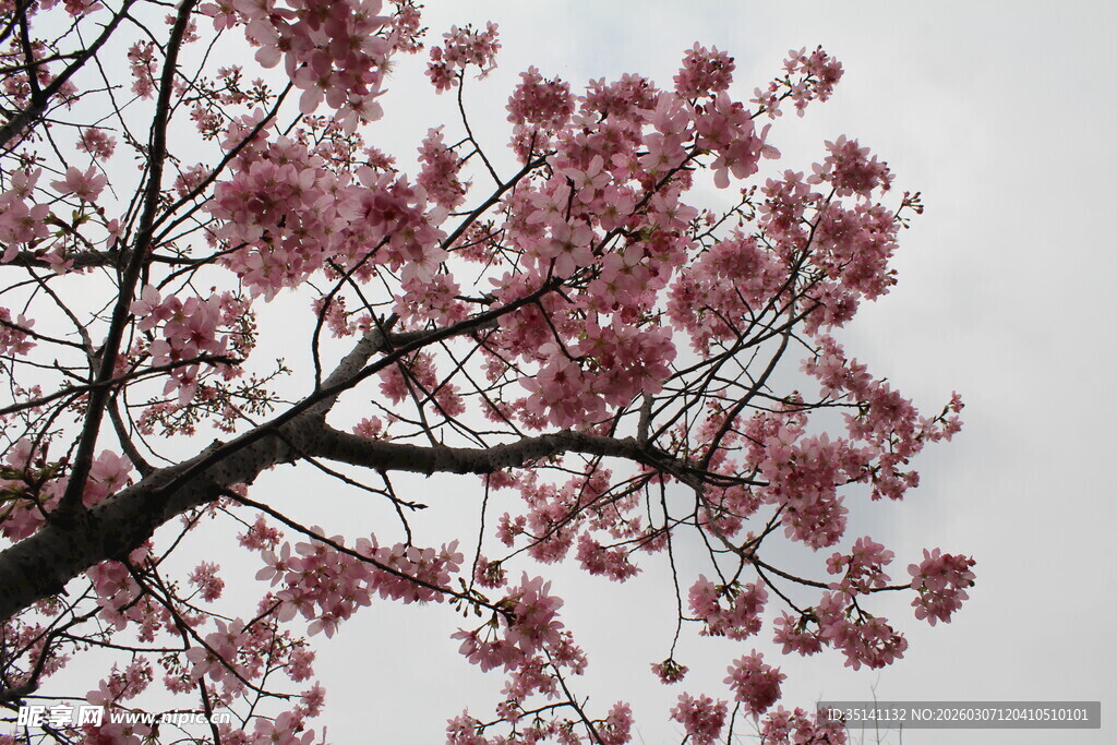 樱花