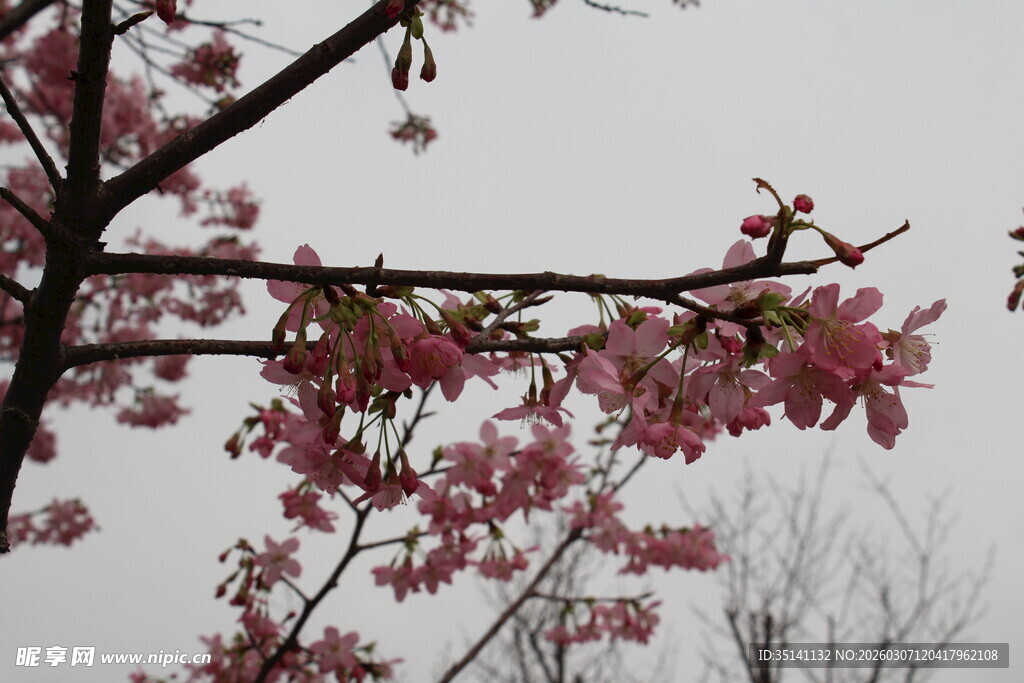 樱花