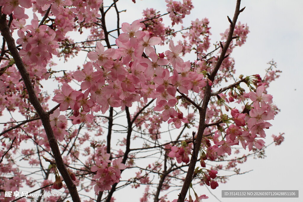 樱花