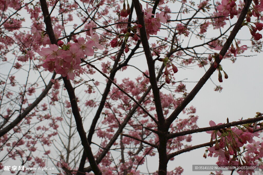 樱花