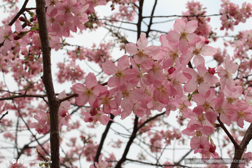 樱花