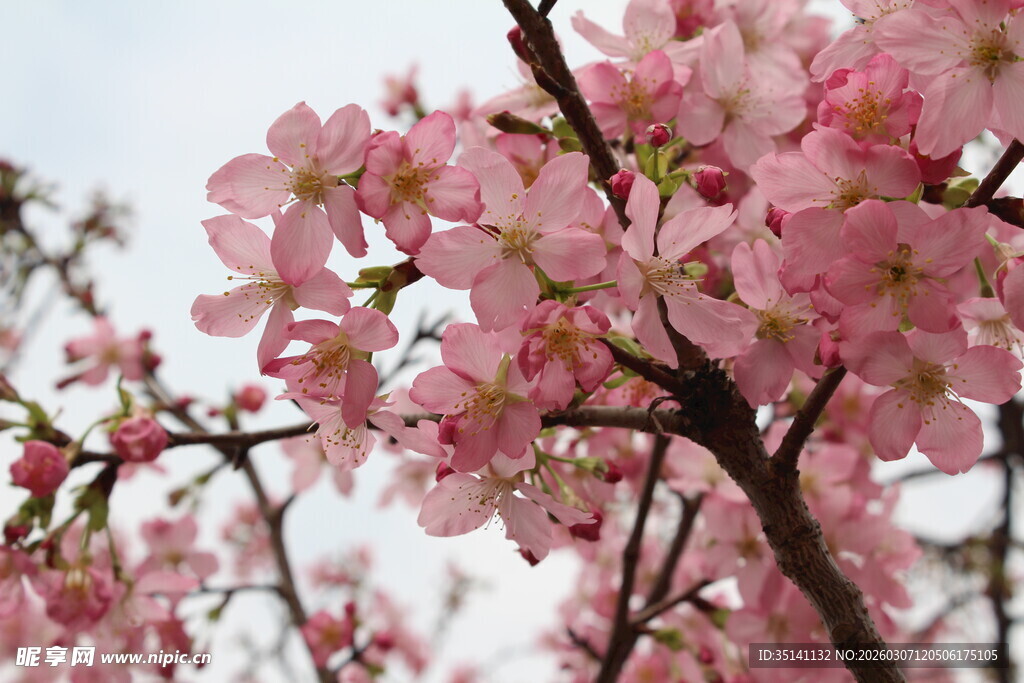 樱花